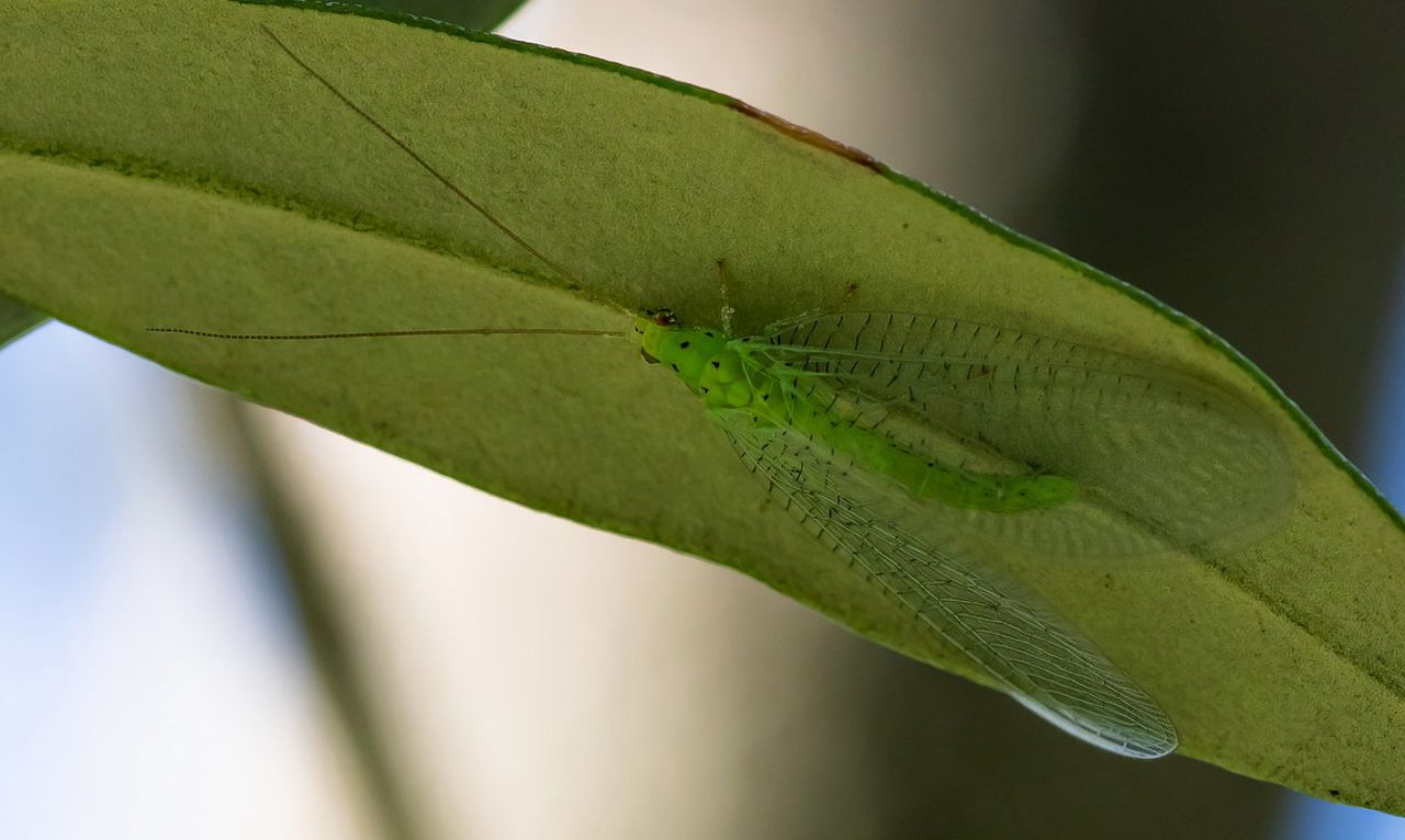 Chrysopidae sp.